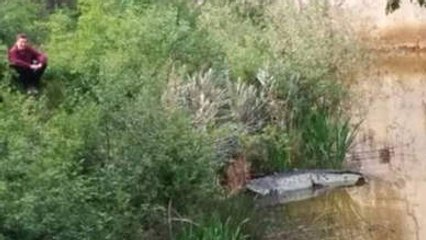 Belgique : un crocodile photographié dans une rivière en Flandre ?