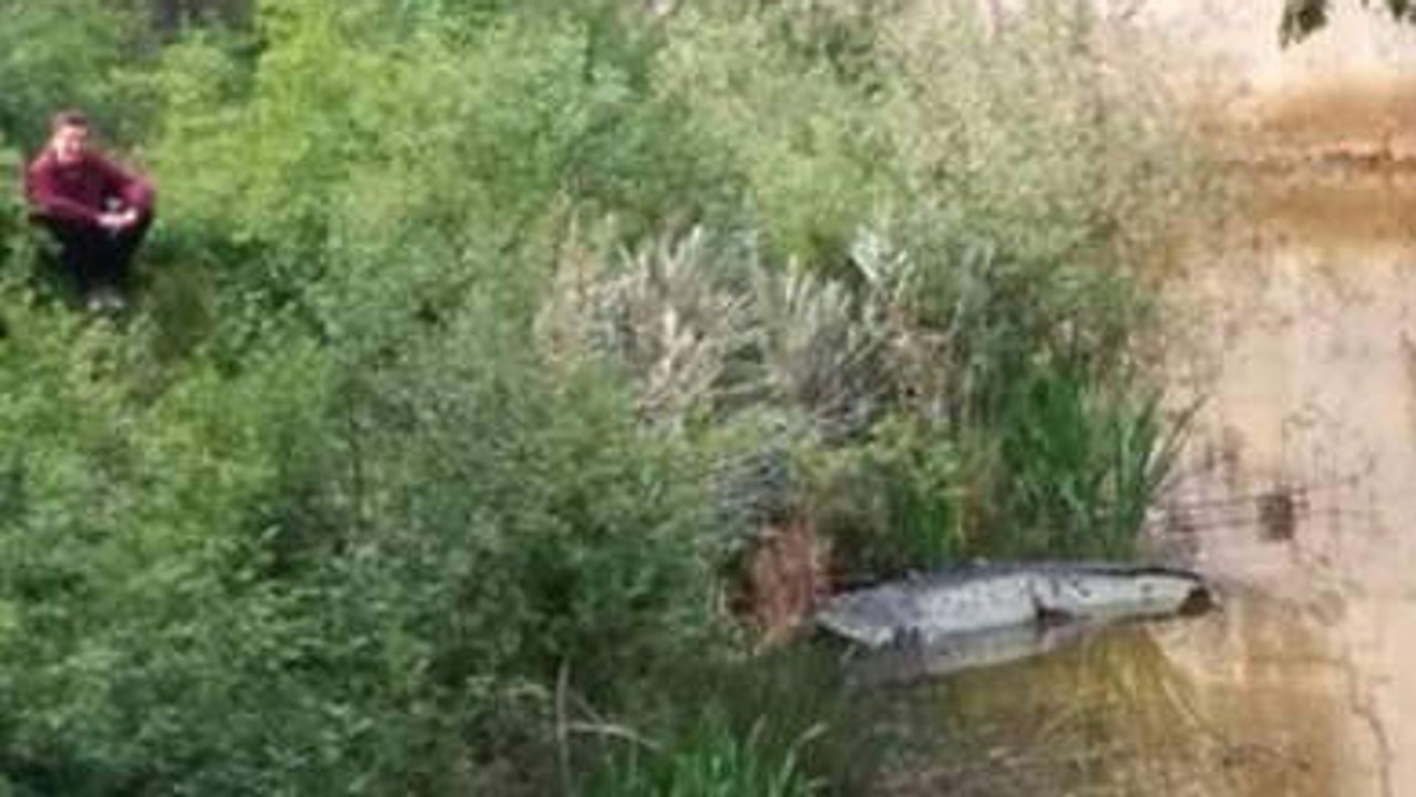 Belgique : un crocodile photographié dans une r...