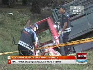 Penternak lembu nyaris maut ditembak