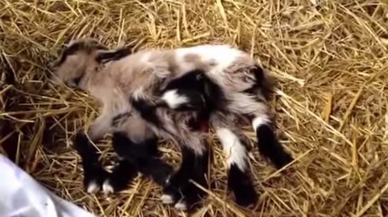 Un bébé chèvre naît avec 8 pattes et 2 sexes