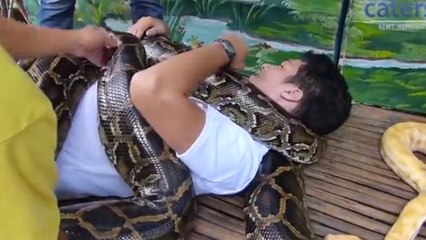 Philippines : dans ce zoo, les visiteurs se font masser par des pythons birmans