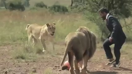 Dans la jungle, Kevin Richardson joue au football avec des lions !