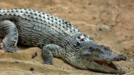 Russie : Une femme blesse le crocodile d'un cirque en tombant dessus