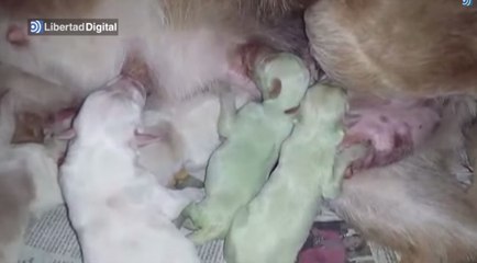 Deux chiens nés verts surnommés les "chiots Hulk"