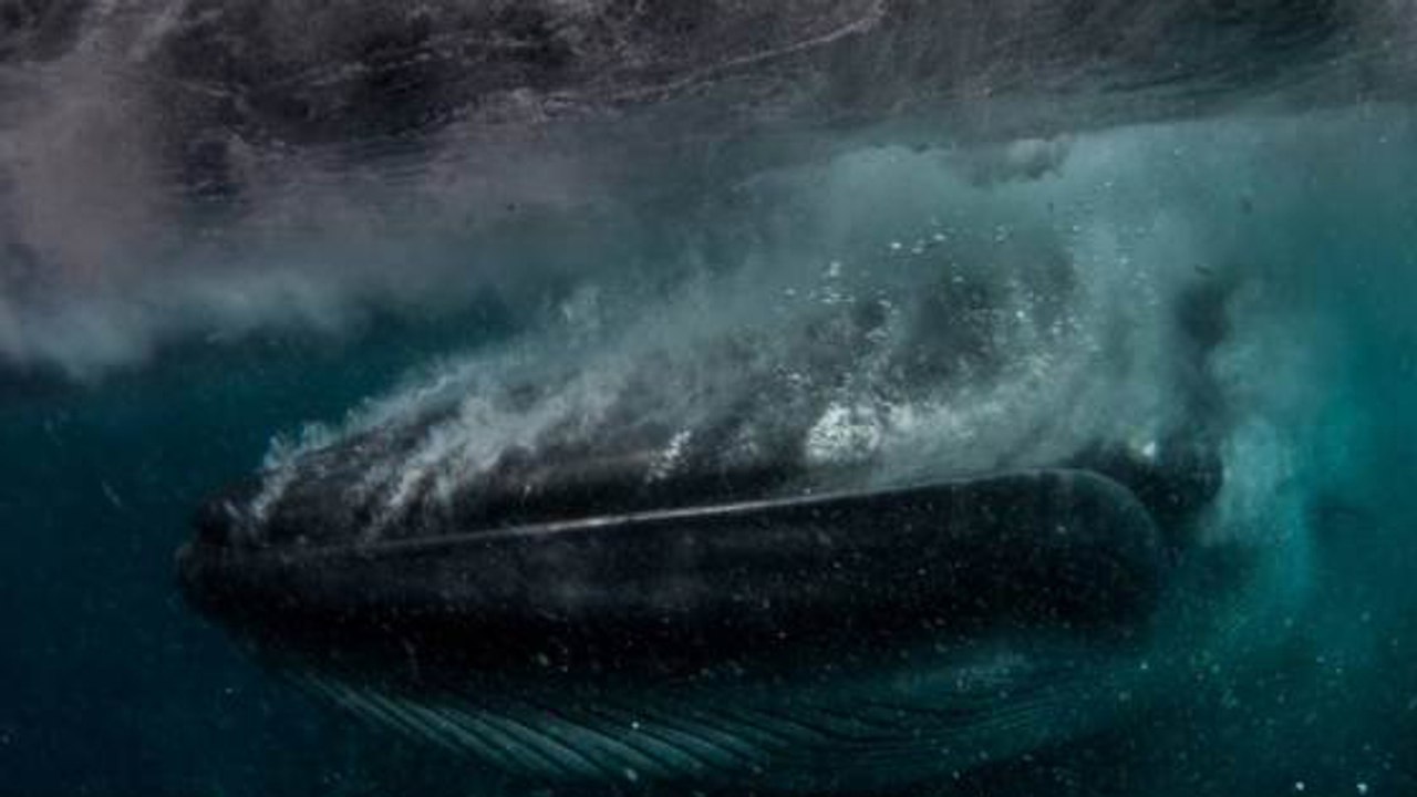 Lors d’une séance de plongée, il manque de se faire avaler par une baleine