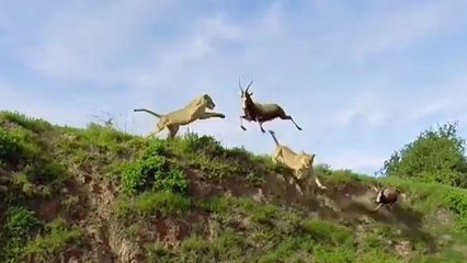 Pendant sa chasse, une lionne attrape une antilope en plein vol