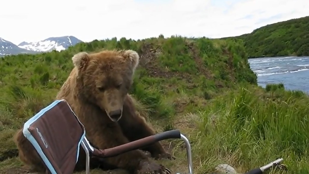 En Alaska, un homme fait une rencontre hallucinante avec un ours brun !