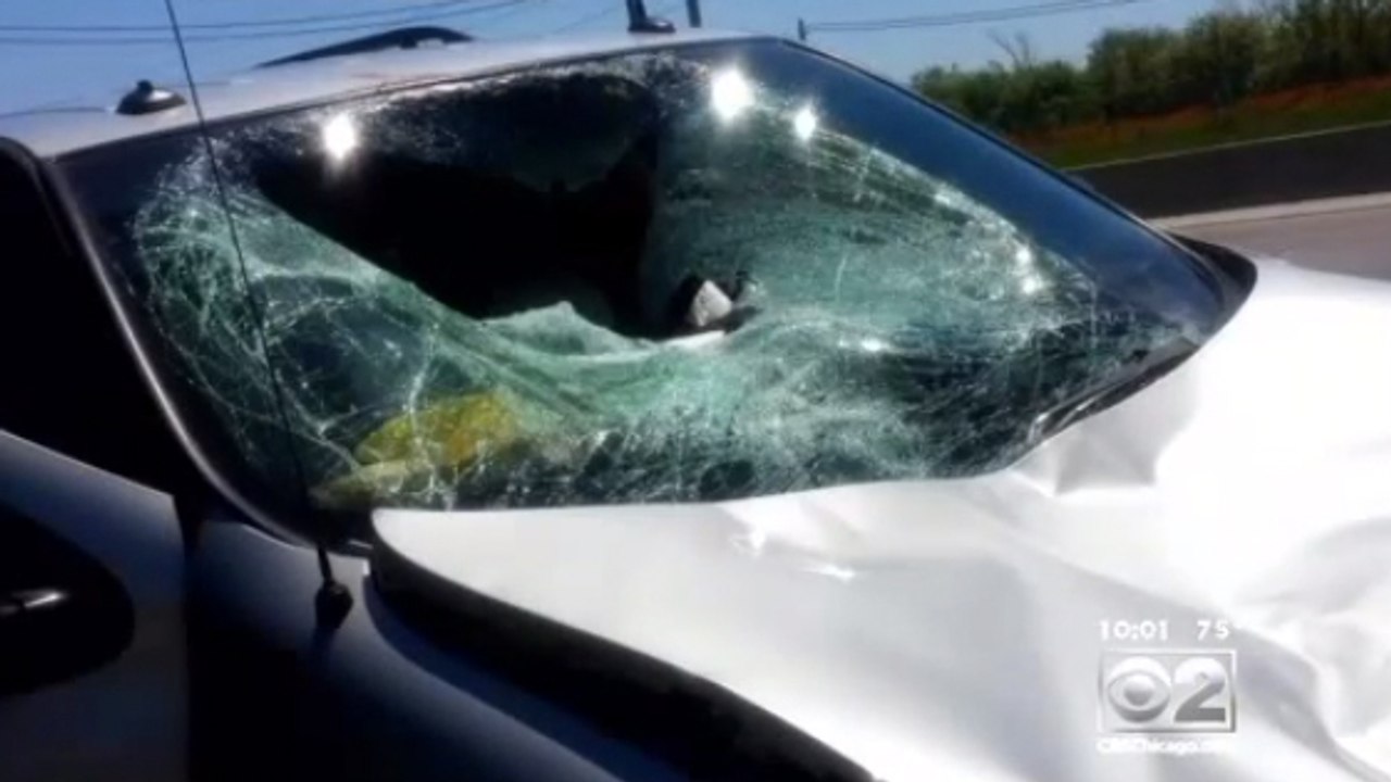 États-Unis : un cerf percute violemment une voiture en pleine autoroute