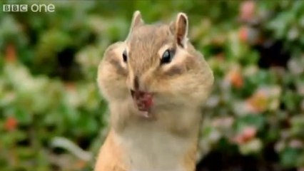''Walk on the wild side'' : l’émission de télévision hilarante où les animaux parlent