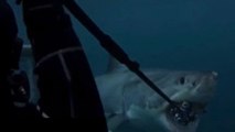 Alors qu'il filme l'océan, un plongeur rencontre un énorme requin affamé