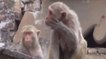Inde : des milliers de singes ont envahi la ville d'Agra