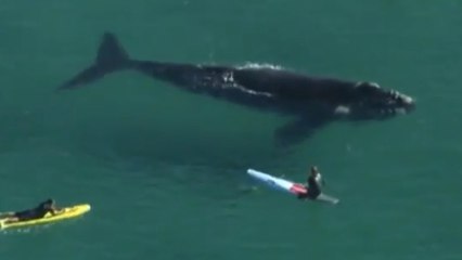 Des surfeurs nagent avec une immense baleine en Australie