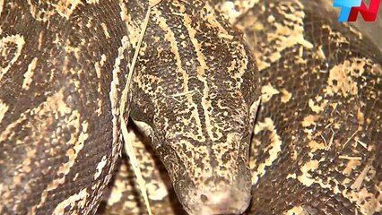 Argentine : Plusieurs kilos de drogue dissimulés sous un énorme anaconda