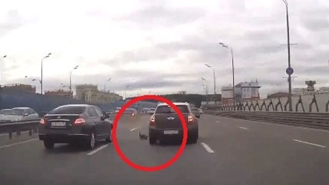 Un animal sème la panique sur une autoroute !