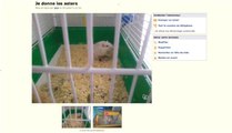 LeBonCoin : Un étrange animal de compagnie à donner