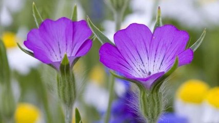 En Angleterre, Dougie Holden a trouvé la Nielle des Blés, une fleur qu'on pensait disparue