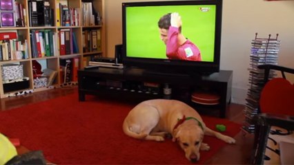 Coupe du monde 2014 : ce chien a très mal vécu l'élimination du Portugal