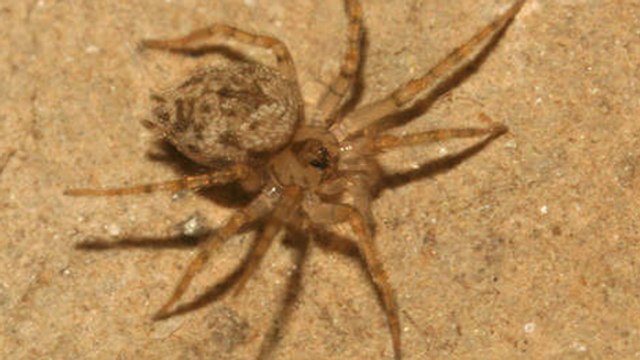 Belgique : Une espèce d'araignées inédite découverte dans un musée