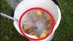 Découvrez comment éplucher 1kg de pommes de terre en moins d’une minute