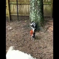 مواقف مضحكه جدا مع الخرفان والتيس شاهد لا يفوتك فله وناسه--Laughing hysterically with animals 1 part