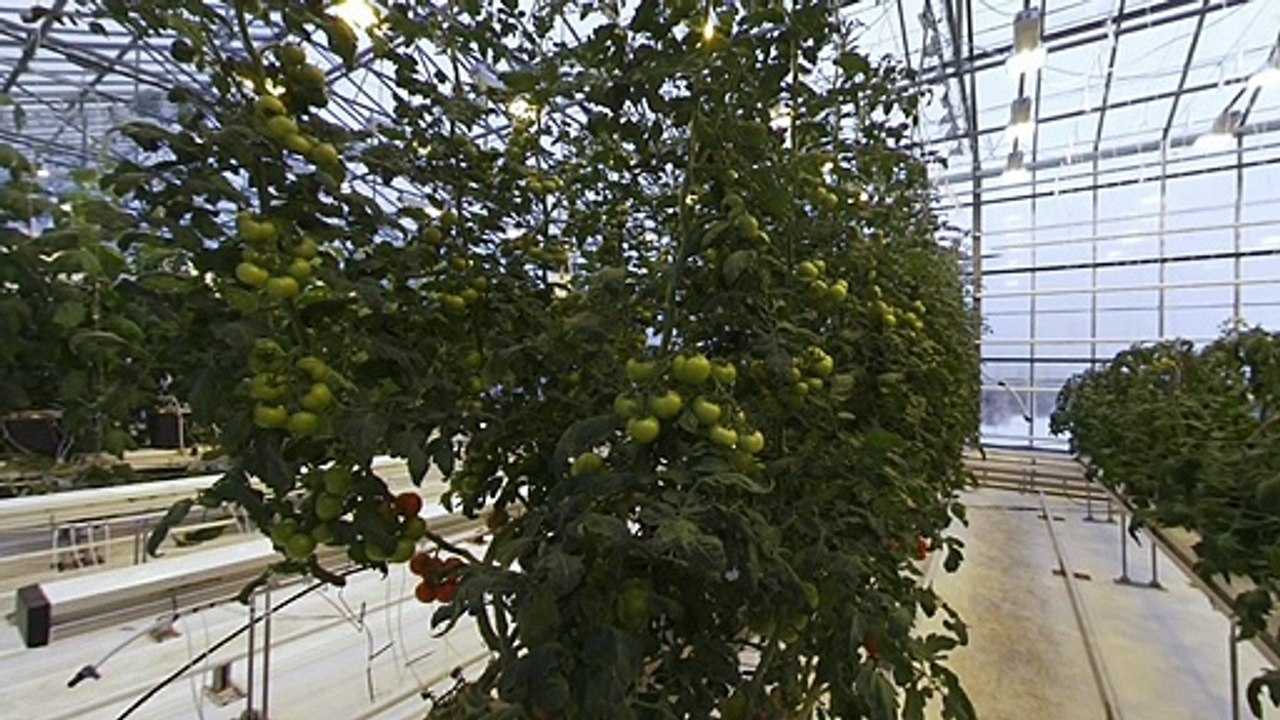 Amazing Tomatoes Farming - Iceland Tomato Farm