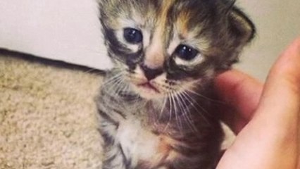 Purrmanently Sad Cat, le chaton à l’air le plus triste du monde qui émeut internet