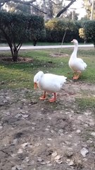 Cute Goose  Noises Video By Kingdom Of Awais