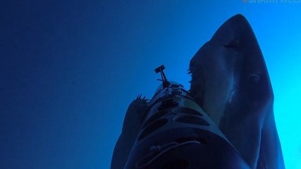 Des scientifiques ont filmé l'attaque d'un requin blanc au plus près