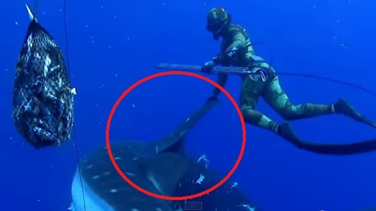 Un pêcheur se fait surprendre par un énorme requin-baleine !