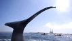 Une baleine à bosse manque de faire chavirer un kayak avec sa queue