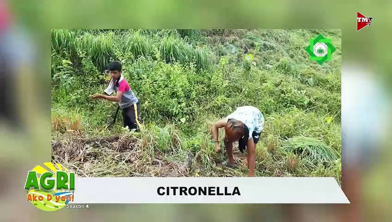 Citronella