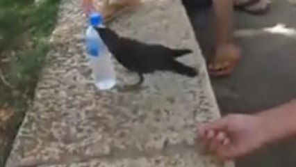 Un oiseau assoiffé demande de l'eau à des touristes