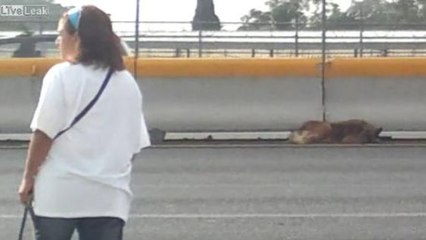 Une Mexicaine traverse une autoroute pour sauver un chien blessé
