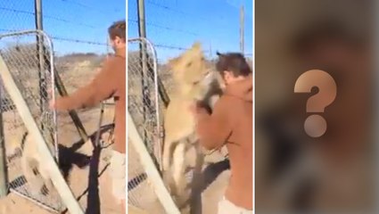Un lion se précipite sur un homme qui vient d'ouvrir sa cage