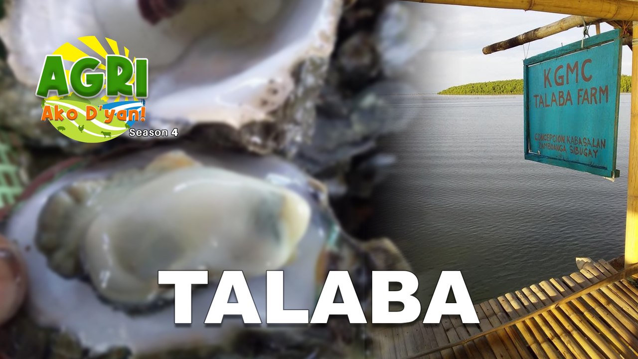 Talaba Gardening