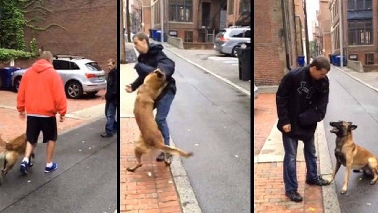 Parfaitement dressé par son maître, ce chien d'attaque obéit à la seconde près