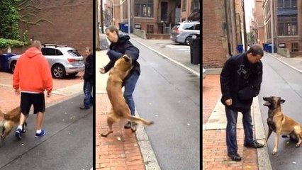 Parfaitement dressé par son maître, ce chien d'attaque obéit à la seconde près