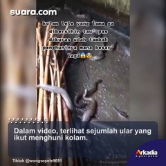 Ditonton 19 Juta Kali, Viral Kolam Lele Lama Tak Dikuras, Penampakannya Bikin Merinding Jadi Sarang Ular