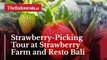 Strawberry-Picking Tour at Strawberry Farm and Resto Bali