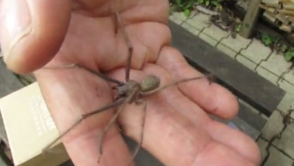 Des araignées géantes découvertes à Calais font le buzz