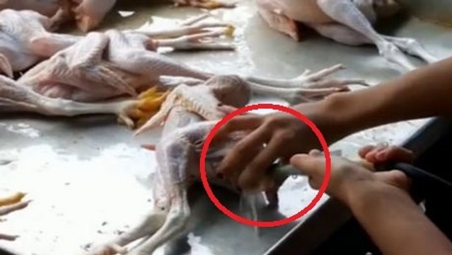 Pour faire grossir des poulets, une femme leur injecte un produit mystérieux