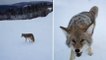 Un randonneur se fait attaquer par un coyote dans la forêt