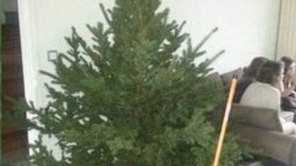 Le Bon Coin : la vente d'un sapin de Noël qui ne rentre pas dans le salon