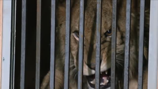 Ya están en Alicante varios leones rescatados de Ucrania