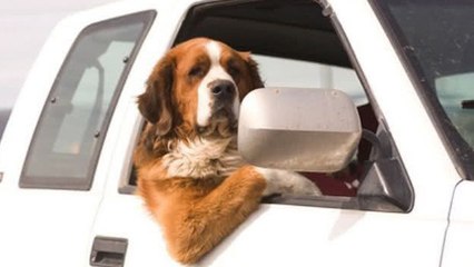 Voilà pourquoi il ne faut pas laisser son chien seul dans une voiture