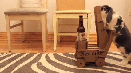 C'est le meilleur lapin domestique du monde