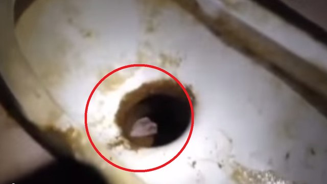 Des voisins ont entendu des bruits étranges dans les canalisations. Ce que les pompiers y ont trouvé est hallucinant