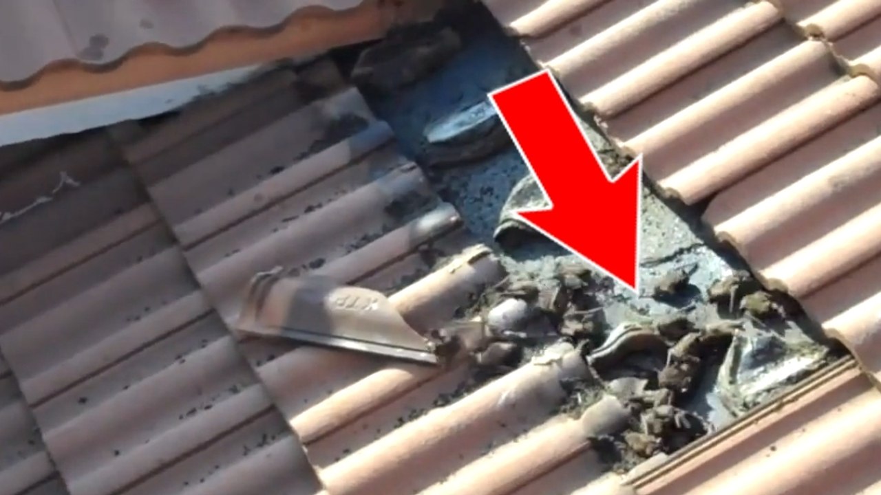 Ils entendaient du bruit sous leur toit. Ce qu'ils y découvrent est hallucinant !