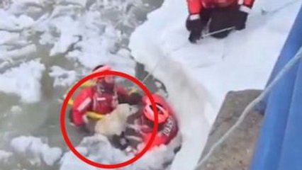 Ils sauvent un chien qui risquait de se noyer dans l'eau glacée