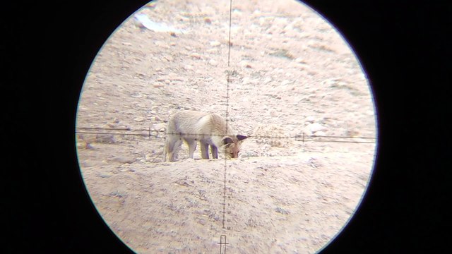 Fox hunting with PCP air rifle Coyote hunting with PCP